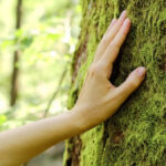 Dia da Natureza: mão encostada em árvore