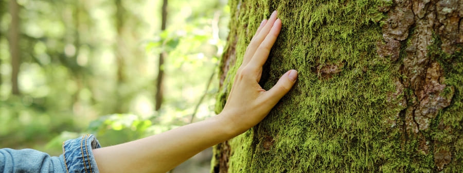Dia da Natureza: mão encostada em árvore